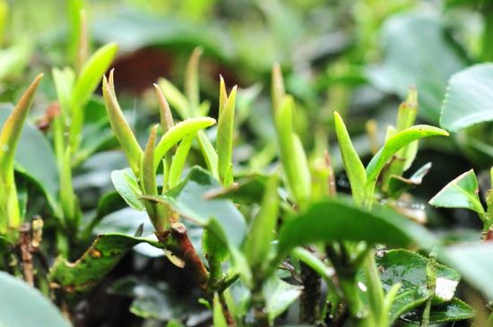 單樅茶什么季節(jié)最好喝，鳳凰單叢茶春茶好還是秋茶好？