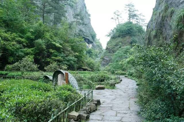 武夷山為什么盛產(chǎn)茶葉，武夷山茶為什么好喝？