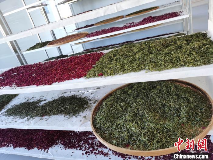 圖為王玲玲收購的各種山茶。　王鳴遠 攝