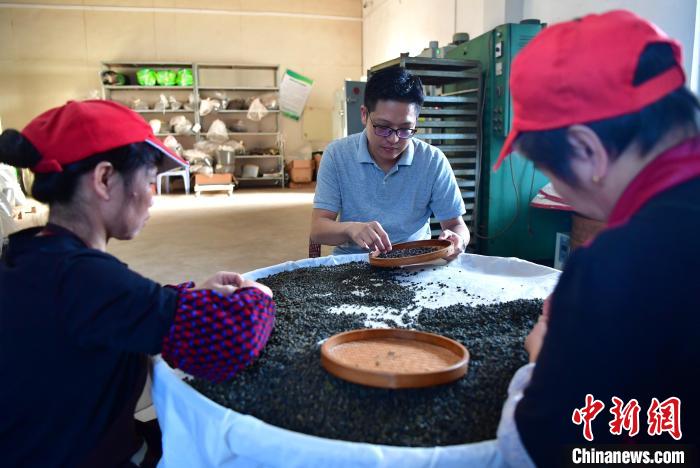 圖為張?jiān)涝谏a(chǎn)車間內(nèi)與工人一起查看茶葉品質(zhì)?！埍?攝